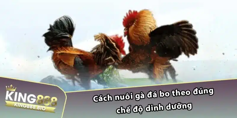 Cách nuôi gà đá bo theo đúng chế độ dinh dưỡng