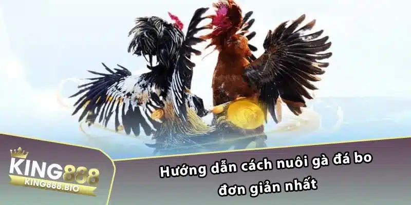 Hướng dẫn cách nuôi gà đá bo đơn giản nhất